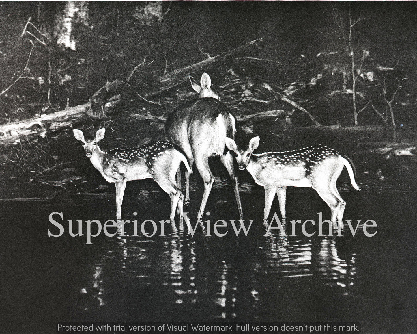 George Shiras III Photo Whitetail Deer Mother and Fawns