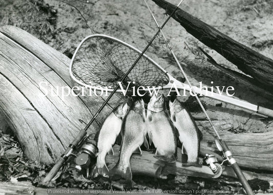Spinning Reel-Fresh Brookies