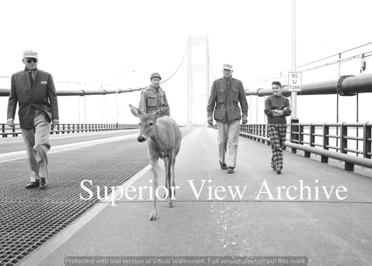 Lost Deer On The New Mackinac Bridge 1957 Staff Chasing Deer From Bridge