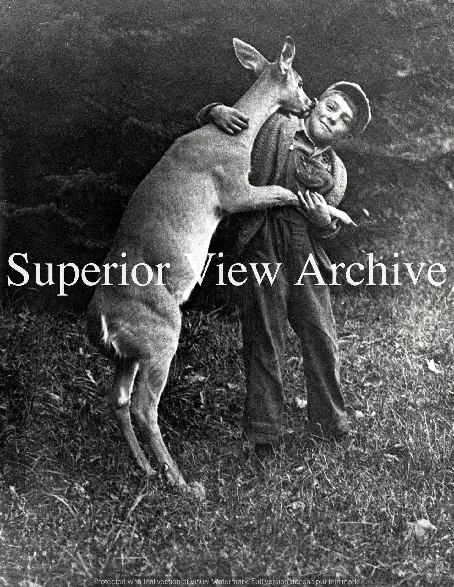 Deer Kisses-Pet Deer