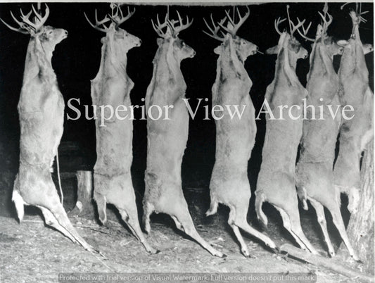 Dream Buck Pole 1940's