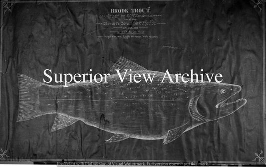 Brook Trout Drawing-Lake Superior