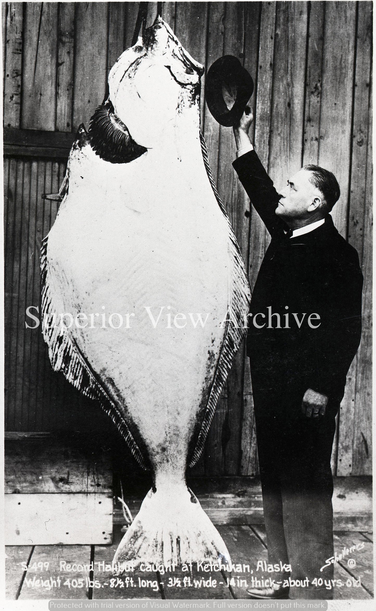 Halibut Fishing World Record Ketchikan Alaska Giant Halibut 400 lbs 9 Feet Long