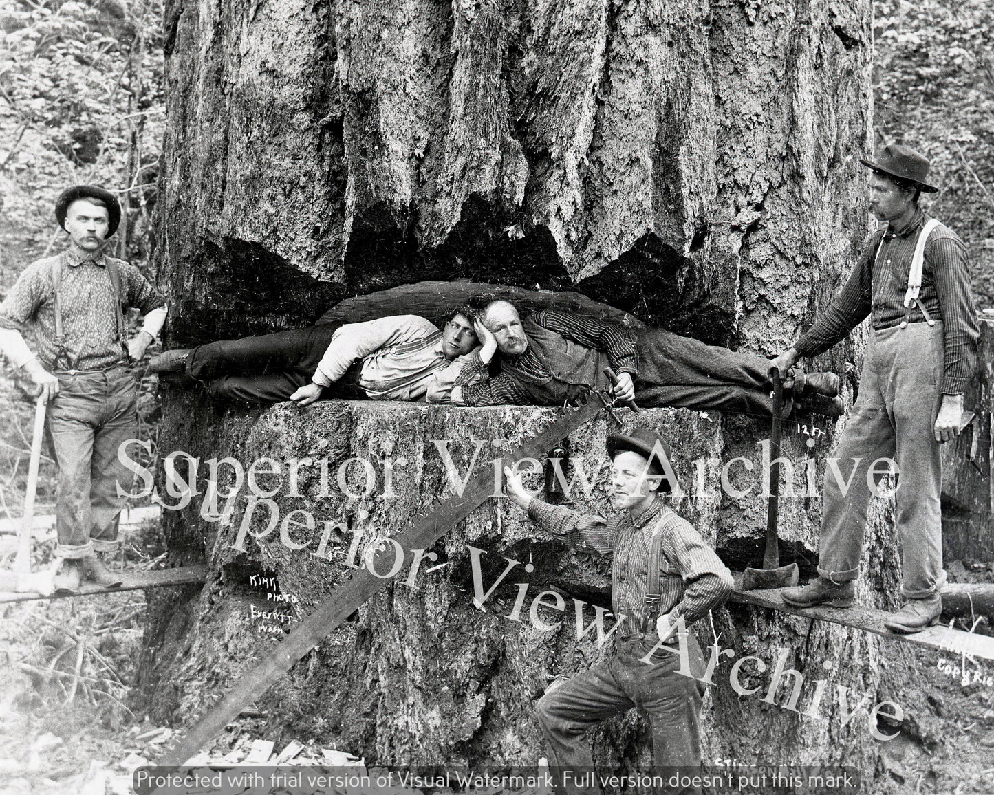 Lumbering Douglas Fir Tree Lumberjacks Laying in Notch Crosscut Saw Everett WA