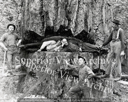 Lumbering Douglas Fir Tree Lumberjacks Laying in Notch Crosscut Saw Everett WA