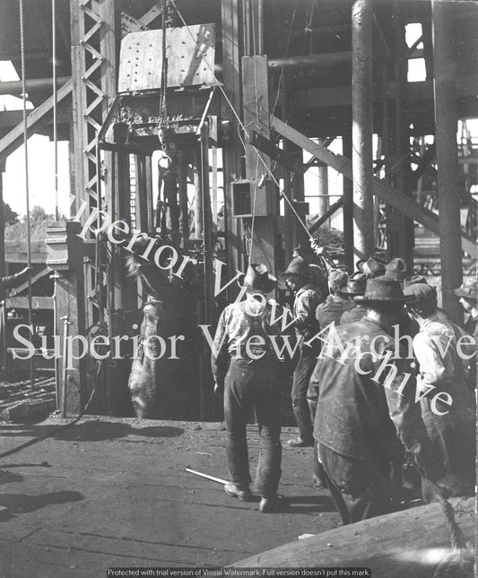 Lowering Horses Into Iron Ore Mine Horse On Ropes Negaunee Michigan