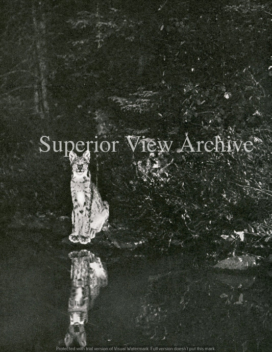 George Shiras III Photo The Lynx Canadian Lynx Reflection in Water