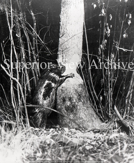 George Shiras III Photo A Beaver Cutting Down a Tree  in 1900