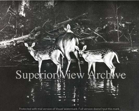 George Shiras III Photo Whitetail Deer Mother and Fawns