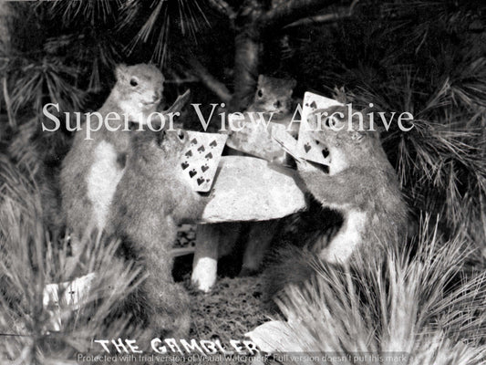 Squirrels Gambling